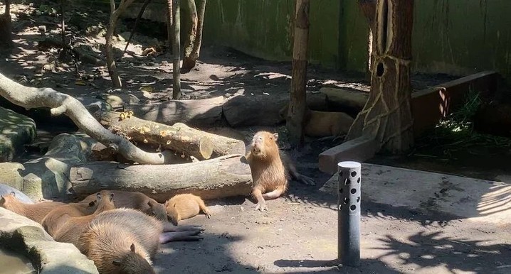 Liburan Sambil Belajar, KBS Hadirkan Pengalaman Wisata yang Berbeda Surabaya – Di tengah padatnya Kota Pahlawan, Kebun Binatang Surabaya (KBS) terus menjadi salah satu destinasi favorit masyarakat karena mampu menghadirkan perpaduan antara rekreasi, edukasi, dan konservasi satwa. Kehadiran berbagai program pembelajaran serta upaya pelestarian hewan menjadikan KBS tidak hanya sebagai tempat hiburan, tetapi juga sarana untuk meningkatkan kesadaran masyarakat mengenai pentingnya menjaga kelestarian satwa dan lingkungan. KBS memiliki ratusan koleksi satwa dari berbagai spesies yang dapat disaksikan langsung oleh pengunjung. Beragam satwa, mulai dari gajah, harimau, komodo hingga berbagai jenis burung eksotis, menjadi daya tarik utama yang selalu menarik minat wisatawan dari berbagai daerah.... https://siaran-berita.com/liburan-sambil-belajar-kbs-hadirkan-pengalaman-wisata-yang-berbeda/ Liburan Sambil Belajar, KBS Hadirkan Pengalaman Wisata yang Berbeda Surabaya – Di tengah padatnya Kota Pahlawan, Kebun Binatang Surabaya (KBS) terus menjadi salah satu destinasi favorit masyarakat karena mampu menghadirkan perpaduan antara rekreasi, edukasi, dan konservasi satwa. Kehadiran berbagai program pembelajaran serta upaya pelestarian hewan menjadikan KBS tidak hanya sebagai tempat hiburan, tetapi juga sarana untuk meningkatkan kesadaran masyarakat mengenai pentingnya menjaga kelestarian satwa dan lingkungan. KBS memiliki ratusan koleksi satwa dari berbagai spesies yang dapat disaksikan langsung oleh pengunjung. Beragam satwa, mulai dari gajah, harimau, komodo hingga berbagai jenis burung eksotis, menjadi daya tarik utama yang selalu menarik minat wisatawan dari berbagai daerah.... https://siaran-berita.com/liburan-sambil-belajar-kbs-hadirkan-pengalaman-wisata-yang-berbeda/
